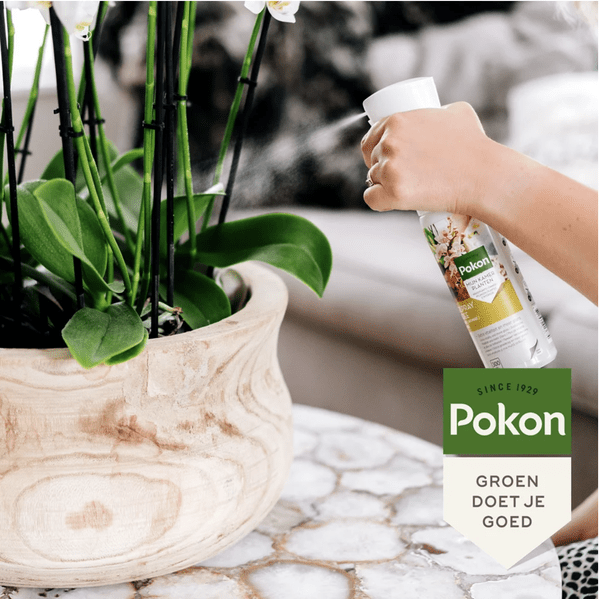 Pokon Powerspray Orchidee – Blattglanz-Spray – 300ml – Für gesunde, glänzende Orchideenblätter – Einfach anzuwenden – Für mehr Vitalität & Schutz 