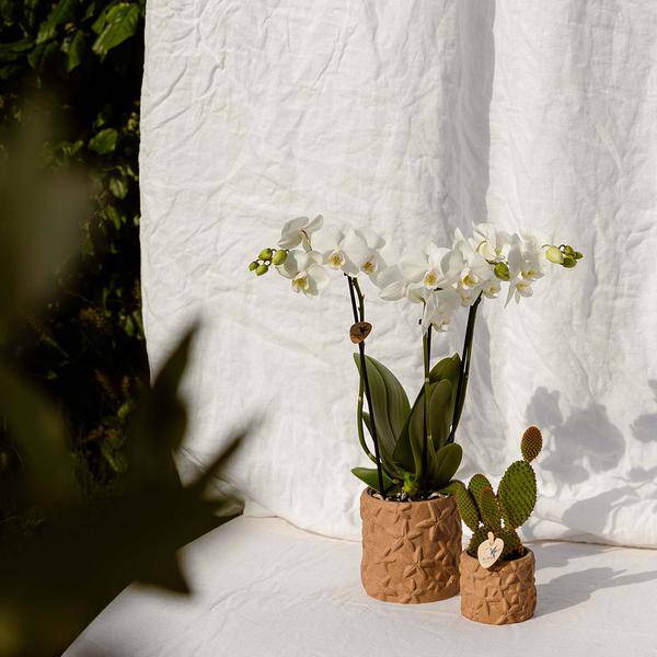 Sternchen Fisch Topf Dekotopf - Sand - Ø6cm 