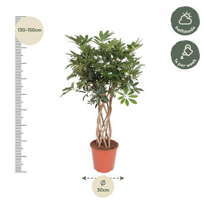 Strahlenaralie - Schefflera Arboricola Compacta - Zimmerpflanze - 140cm - ø30cm