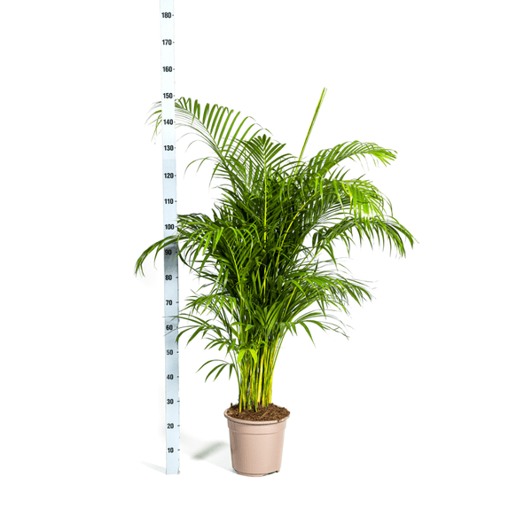 Dypsis Areca lutescens – Goldfruchtpalme – Zimmerpflanze – Ø27 cm – Höhe 150-170 cm – Tropische, federartige Blätter – Ideal für Wohnräume & Büro 