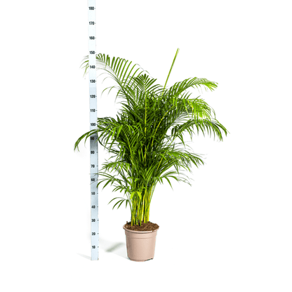 Dypsis Areca lutescens – Goldfruchtpalme – Zimmerpflanze – Ø27 cm – Höhe 150-170 cm – Tropische, federartige Blätter – Ideal für Wohnräume & Büro 