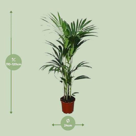 Howea forsteriana - Ø21cm - ↕120cm - Ø24 - ↨120cm - Oasis of Life