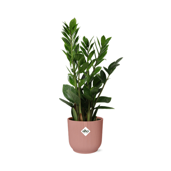 Glücksfeder Zamioculcas – 45-50cm Zimmerpflanze inkl. Ziertopf Vibes Fold Rosa Ø14cm – Pflegeleichte Grünpflanze mit glänzenden Blättern – Robust & luftreinigend – Für Wohnzimmer & Büro 