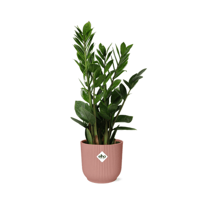 Glücksfeder Zamioculcas – 45-50cm Zimmerpflanze inkl. Ziertopf Vibes Fold Rosa Ø14cm – Pflegeleichte Grünpflanze mit glänzenden Blättern – Robust & luftreinigend – Für Wohnzimmer & Büro 