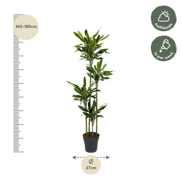 Drachenbaum - Dracaena Golden Coast - Zimmerpflanze - 170cm - ø27cm