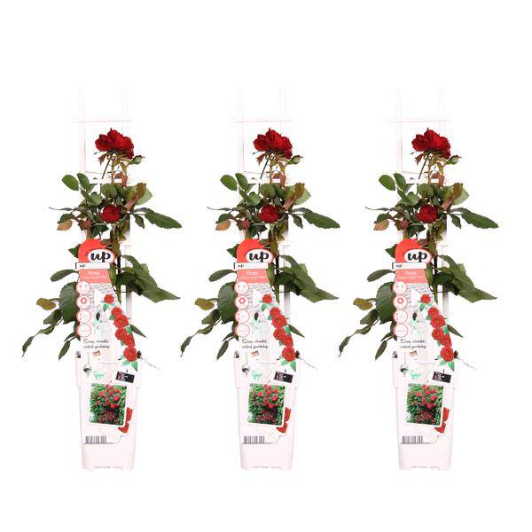 Rose - Verrückt nach Liebe 'Rot' - ↨65cm - Ø15cm - 3 Stück 