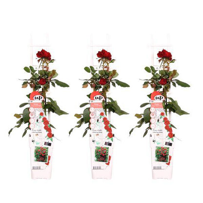Rose - Verrückt nach Liebe 'Rot' - ↨65cm - Ø15cm - 3 Stück 