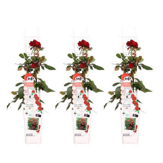 Rose - Verrückt nach Liebe 'Rot' - ↨65cm - Ø15cm - 3 Stück 