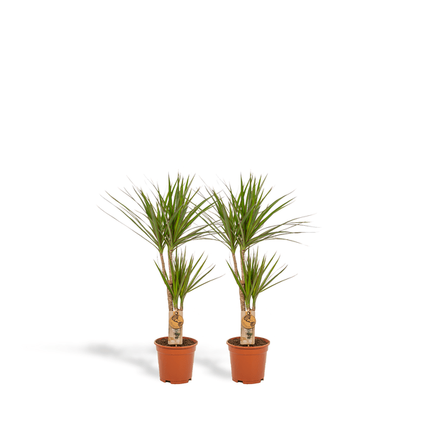 2x Dracaena - ↨90cm - Ø17cm - Oasis of Life