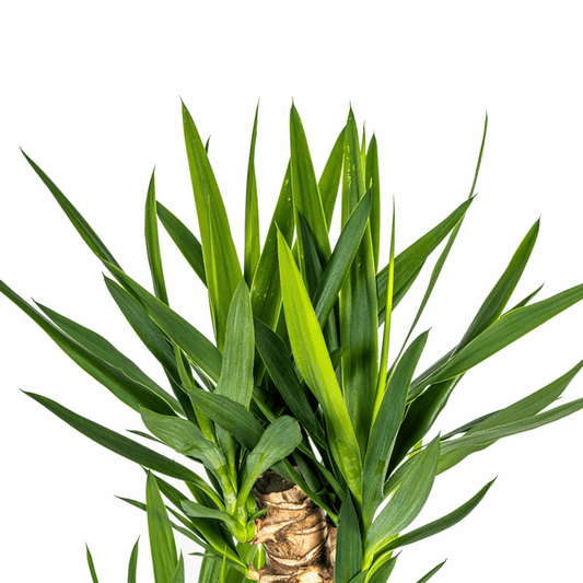 Yucca Elephantipes – Riesen-Palmlilie – Zimmerpflanze Ø24cm ↕120-140cm – Robust & pflegeleicht – Schwertförmige Blätter – Modernes Design 