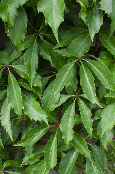 Wilder Wein - Parthenocissus q. var. 'Engelmannii' - ↨65cm - Ø15cm - 4 Stück