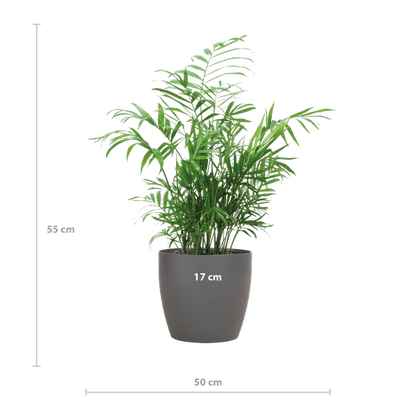Chamadorea Elegans - Mexikanische Bergpalme - Zimmerpflanze - ↕55cm - Ø17cm + Topf Viber Grau