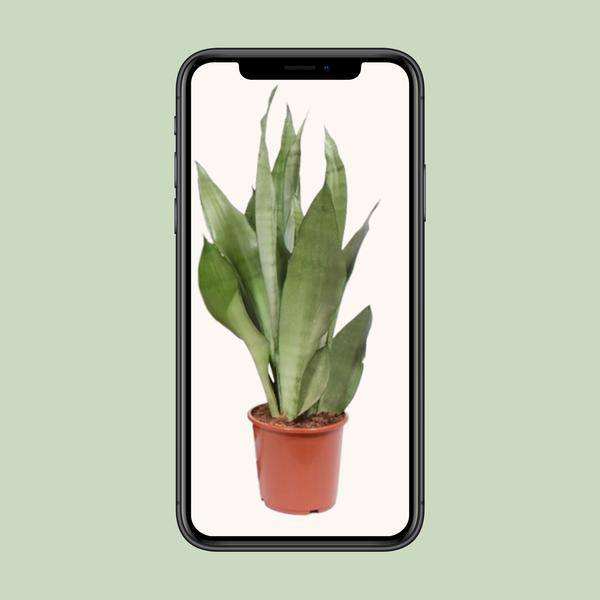 Bogenhanf - Sansevieria Moonshine - Zimmerpflanze - Ø17cm - ↕60cm