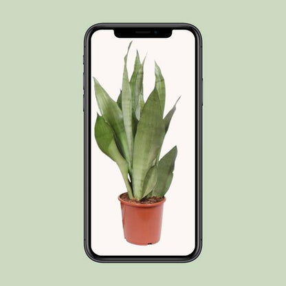 Bogenhanf - Sansevieria Moonshine - Zimmerpflanze - Ø17cm - ↕60cm