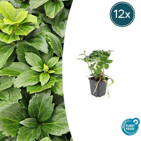 Pachysandra terminalis – 12 Pflanzen – Japanischer Ysander – Immergrüner Bodendecker – Schatten & Halbschatten – Pflegeleicht & Robust