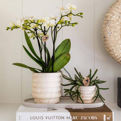 Kombi-Angebot - Marmor Töpfe 