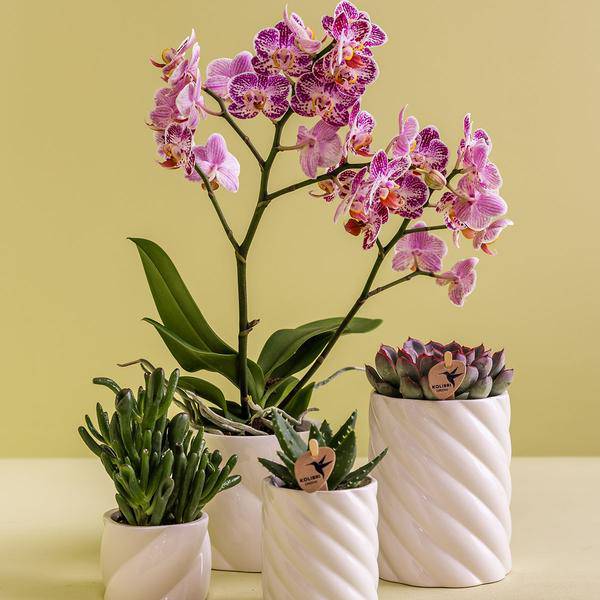 Candy Blumentopf Weiß Ø9cm – Dekorativer Keramiktopf in moderner runder Form – Pflanzentopf für Orchideen, Sukkulenten & Zimmerpflanzen – Stilvolle Blumendeko für Wohnzimmer, Küche & Büro 