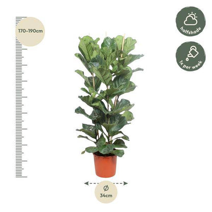 Geigen-Feige - Ficus Lyrata - Zimmerpflanze - 180cm - ø34cm
