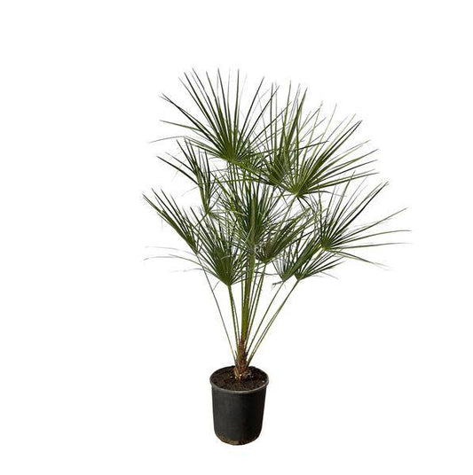 Chamaerops Humilis – Zwergpalme – Zimmerpflanze oder Outdoor Palme – Ø28cm – Höhe ca. 160cm – immergrüne Fächerpalme für Innen- und Außenbereich 