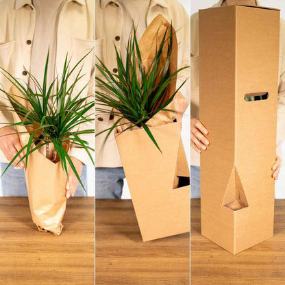 Flamingoblume - Anthurium Rot - Zimmerpflanze - Ø17cm - ↕55cm