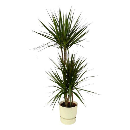 Dracaena Marginata – Drachenbaum – Zimmerpflanze ca. 120cm – ø21cm – inkl. Pflanzgefäß Greenville Weiß D24xH23 – Elegante Grünpflanze mit roten Blatträndern für Wohnzimmer & Büro 
