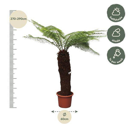 Taschenfarn - Dicksonia Antarctica - 280cm - ø60cm