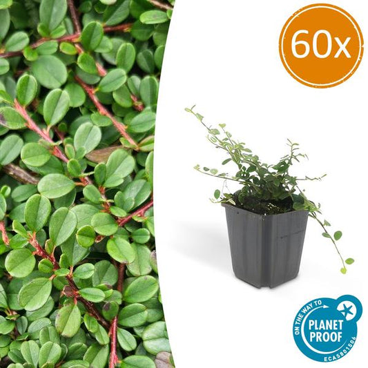 Zwergmispel Cotoneaster prostratus 'Streib's Findling' – ↕10-25cm – Ø9cm – 60 Pflanzen – Robuster Bodendecker – Weiße Blüten & rote Beeren – Sonne & Schatten – Pflegeleicht