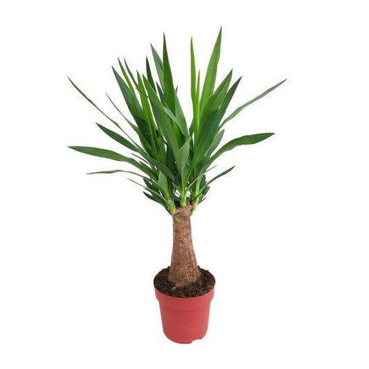 Palmlilie – Yucca „Maya-Baum“ mehrstielig – Zimmerpflanze 80cm – Ø19cm – Immergrüne Pflanze mit schwertförmigen Blättern – Exotische & pflegeleichte Grünpflanze für Wohnzimmer, Büro & Wintergarten 