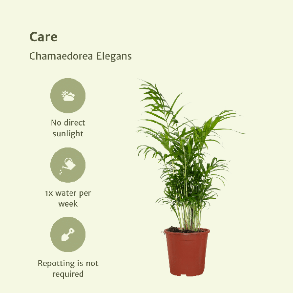 Mexikanische Bergpalme - Chamaedorea Elegans - Zimmerpflanze - Ø17cm - ↕55cm - 2 Stück