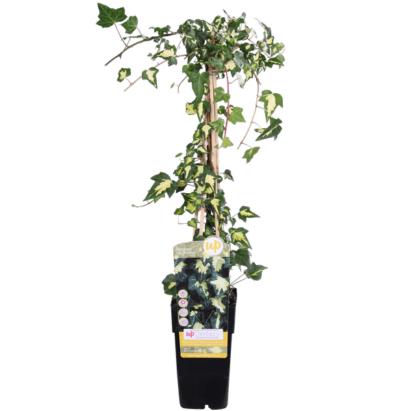 Gold-Efeu - Hedera helix 'Goldheart' - Ø15cm - ↕65cm