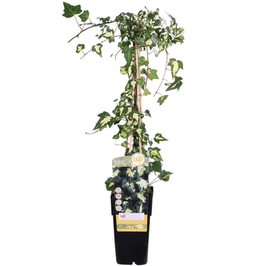 Gold-Efeu - Hedera helix 'Goldheart' - Ø15cm - ↕65cm