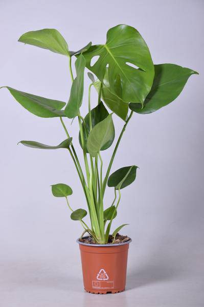 Köstliches Fensterblatt - Monstera Deliciosa - Zimmerpflanze - Ø14cm - ↕55cm