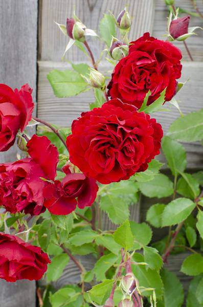 Rose - Verrückt nach Liebe 'Rot' - ↨65cm - Ø15cm - 3 Stück 