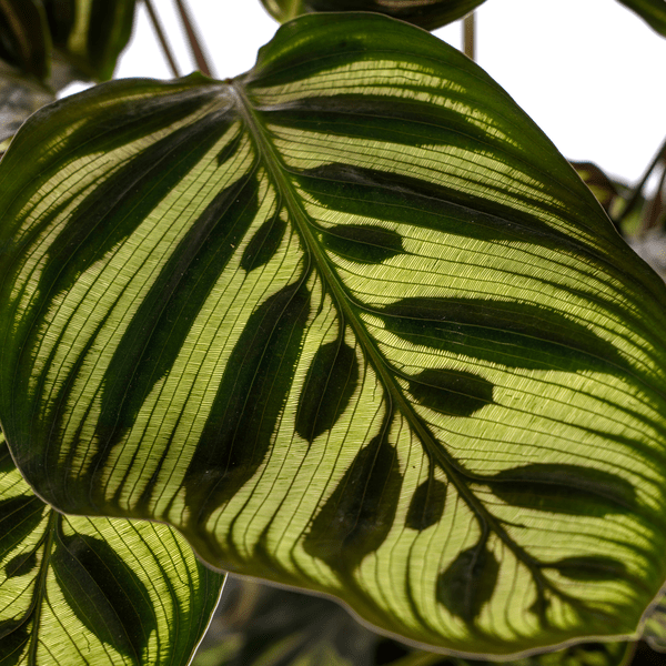 Calathea Makoyana Pfauen-Korbmaranthe – Zimmerpflanze Ø17cm – ca. 40-50cm hoch – Dekorative Blätter mit roter Unterseite 