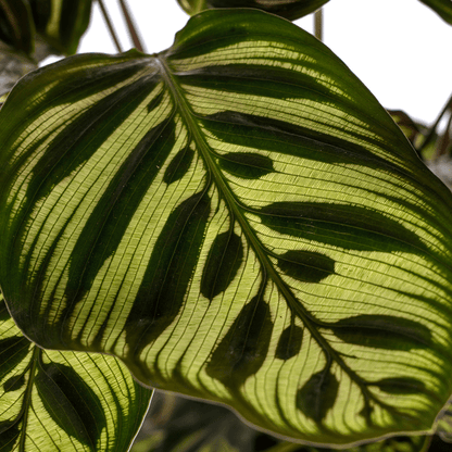 Calathea Makoyana Pfauen-Korbmaranthe – Zimmerpflanze Ø17cm – ca. 40-50cm hoch – Dekorative Blätter mit roter Unterseite 