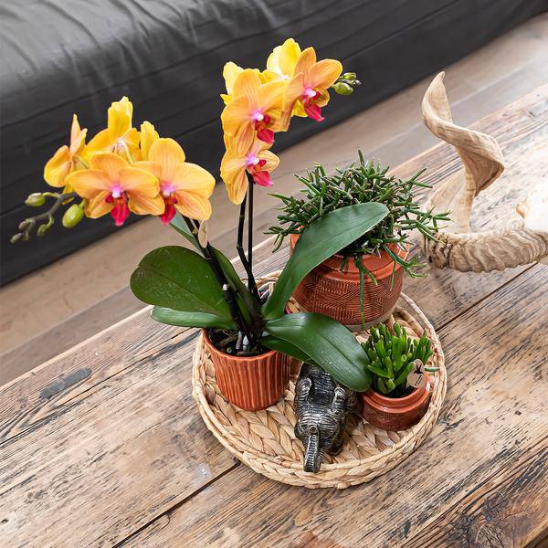 Dekorative Schale - Runde Hyazinthenschale Ø30cm - Oasis of Life
