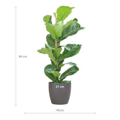 Ficus Lyrata - Geigen-Feige - Zimmerpflanze - ↕80cm - Ø21cm + Topf Viber Grau
