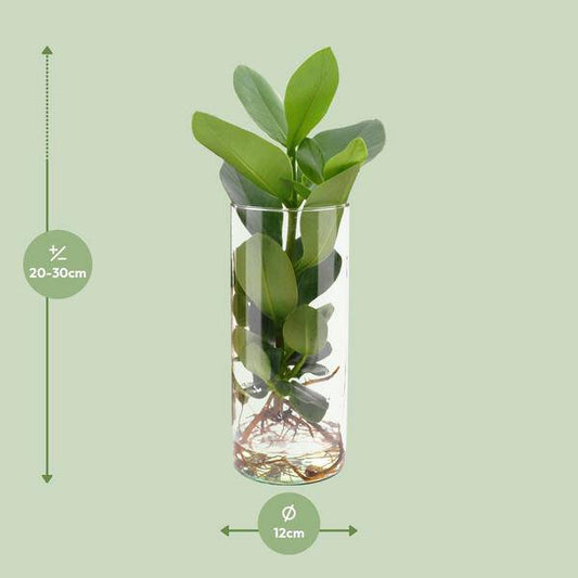 Clusia Im Zylinderglas - Ø12cm - ↕30cm 