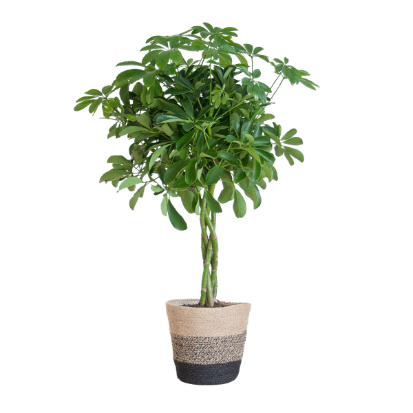Schefflera Arb Nora – Birkenfeige – Zimmerpflanze + Korb Lissabon Schwarz – ↕70cm – Ø21cm – Handförmige Blätter – Kletterpflanze für Innenräume – Pflegeleicht & dekorativ 