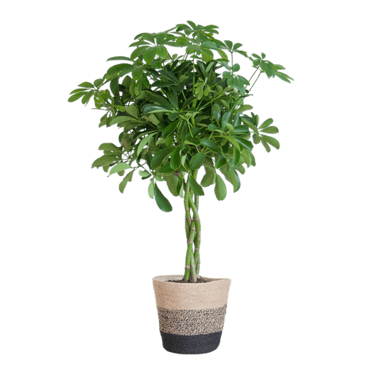 Schefflera Arb Nora – Birkenfeige – Zimmerpflanze + Korb Lissabon Schwarz – ↕70cm – Ø21cm – Handförmige Blätter – Kletterpflanze für Innenräume – Pflegeleicht & dekorativ 