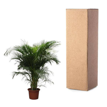 Goldfruchtpalme - Dypsis Lutescens - Areca-Palme - Zimmerpflanze - 230cm - ø40cm