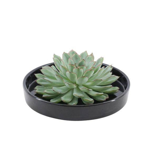 Sukkulente - Echeveria Pulidonis in Schale 'Schwarz' - Zimmerpflanze - Ø20cm - ↕5cm 