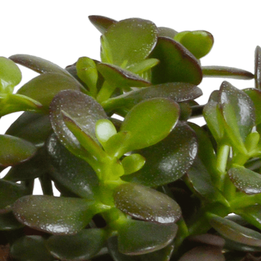 Dickblatt - Crassula - Mix 10,5 cm - 3 Stück - Zimmerpflanze - im Terrakotta-Topf 