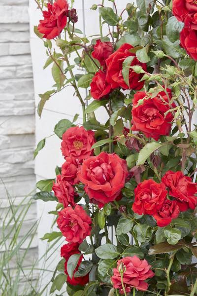 Rose - Verrückt nach Liebe 'Rot' - ↨65cm - Ø15cm - 3 Stück 