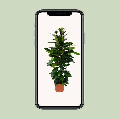 Afrikanischer Feigenbaum - Ficus Cyathistipula - Zimmerpflanze - Ø21cm - ↕105cm