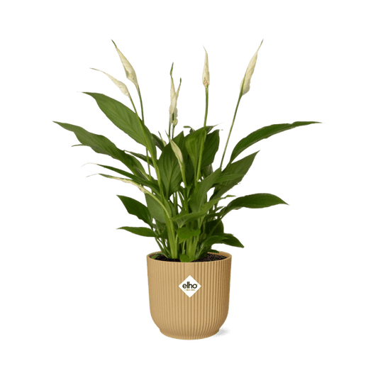 Einblatt - Spathiphyllum Torelli - Zimmerpflanze - 12cm + Topf Vibes Fold 14cm Gelb
