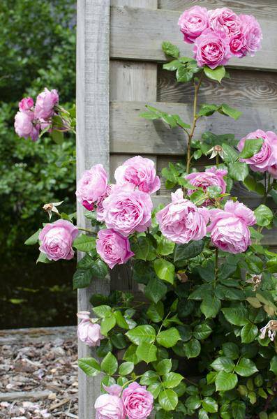 Kletterose - Rose Verrückt nach Liebe 'Pink' - ↨65cm - Ø15cm - 3 Stück 