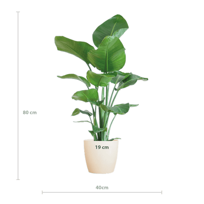 Strelitzia Nicolai – Baum-Strelitzie – Zimmerpflanze – 80 cm – Ø21 cm – inkl. Topf Viber Weiß – Große Blätter, tropisches Flair, pflegeleicht 