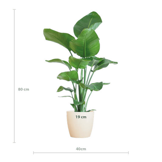 Strelitzia Nicolai – Baum-Strelitzie – Zimmerpflanze – 80 cm – Ø21 cm – inkl. Topf Viber Weiß – Große Blätter, tropisches Flair, pflegeleicht 
