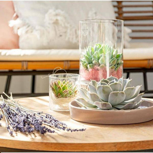 Sukkulente - Echeveria Lilacina in Schale 'Weiß' - Zimmerpflanze - Ø20cm - ↕5cm 